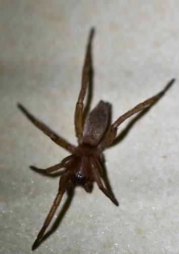 Drassodes sp.